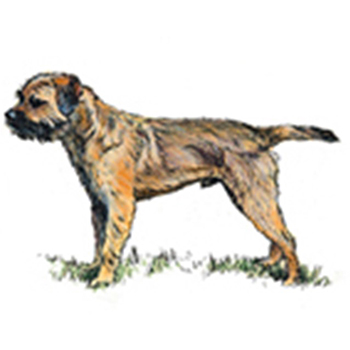 Border Terrier - Click Image to Close